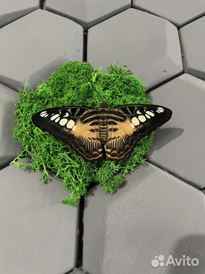 Тропические бабочки