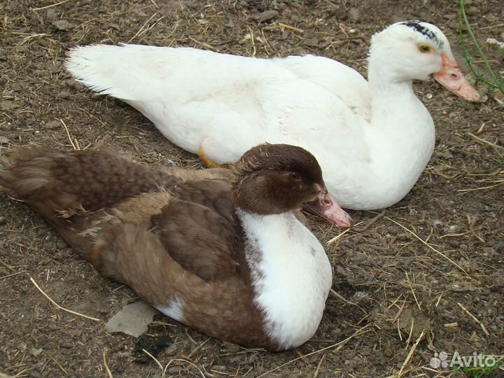 Утки и утята мускусные. Индоутки