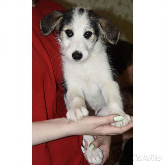 Щенок метис