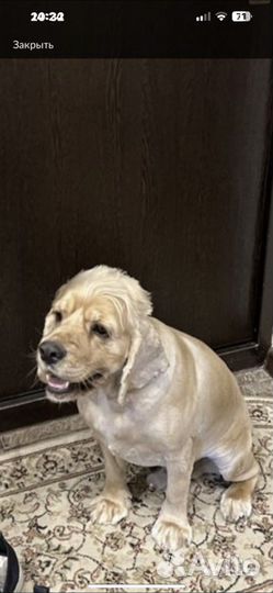 Услуги грумера