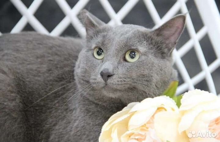 Отдам кота