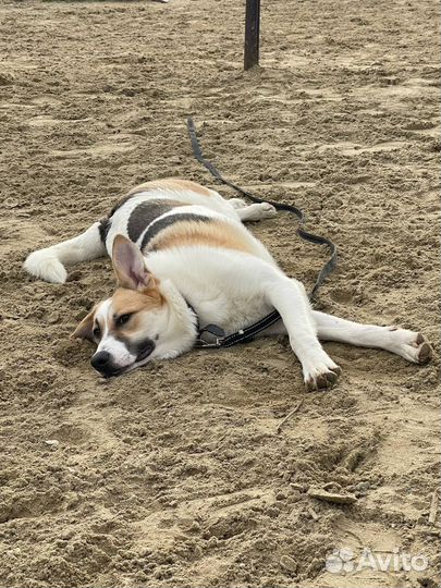 Мечтательный пёсик хочет хозяина