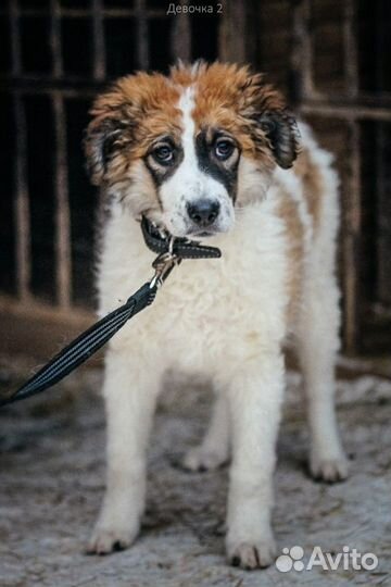 Супер красотка