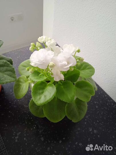 Сортовые фиалки, детки