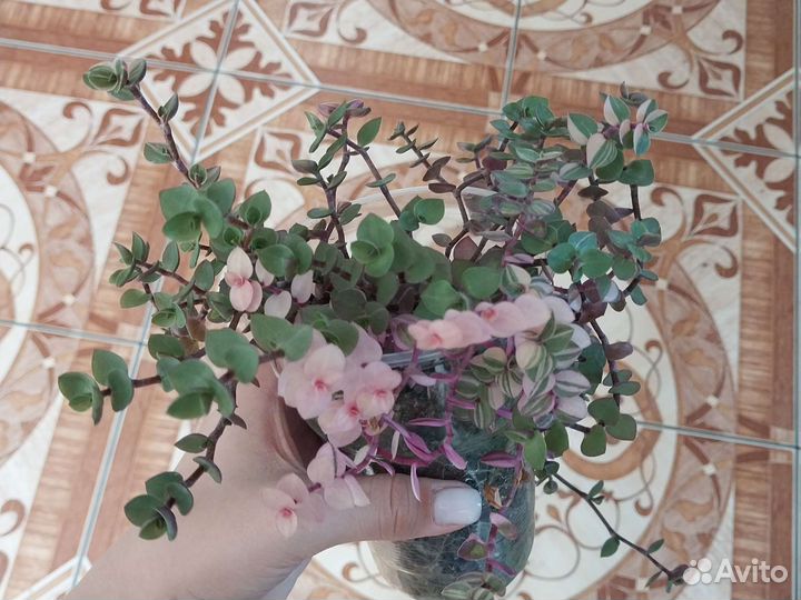 Каллизия бьянка, розовая пантера