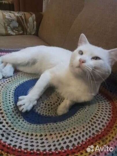 Кот в добрые руки