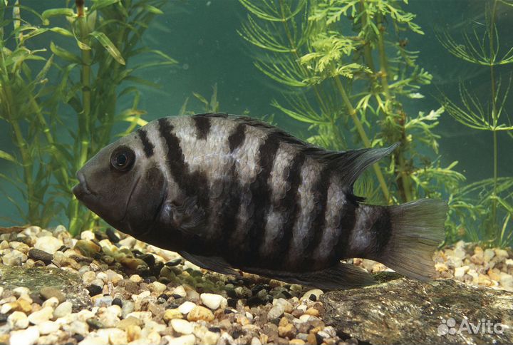 Рыбки цихлиды