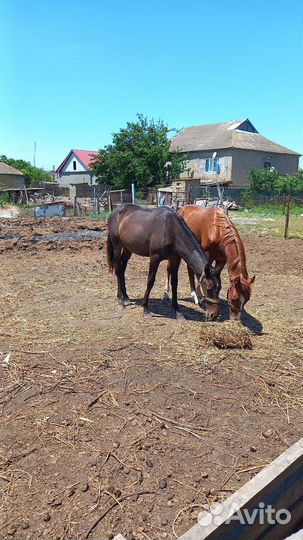 Продаётся кобылка