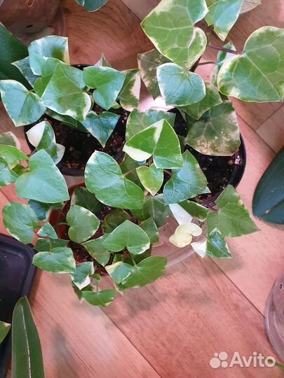 Комнатные растения