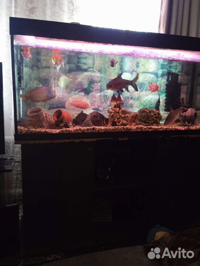 Аквариум