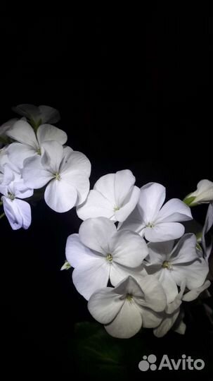 Герань пеларгония