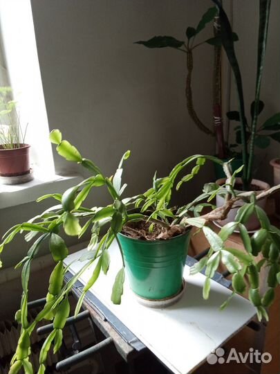 Декабрист шлюмбергера