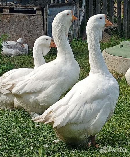 Холмогорские гуси