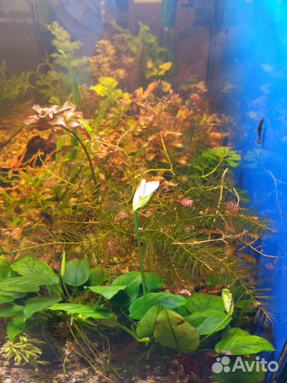 Анцитрусы, грунт, растения