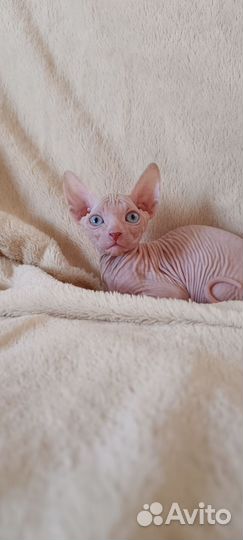 Донской сфинкс котята