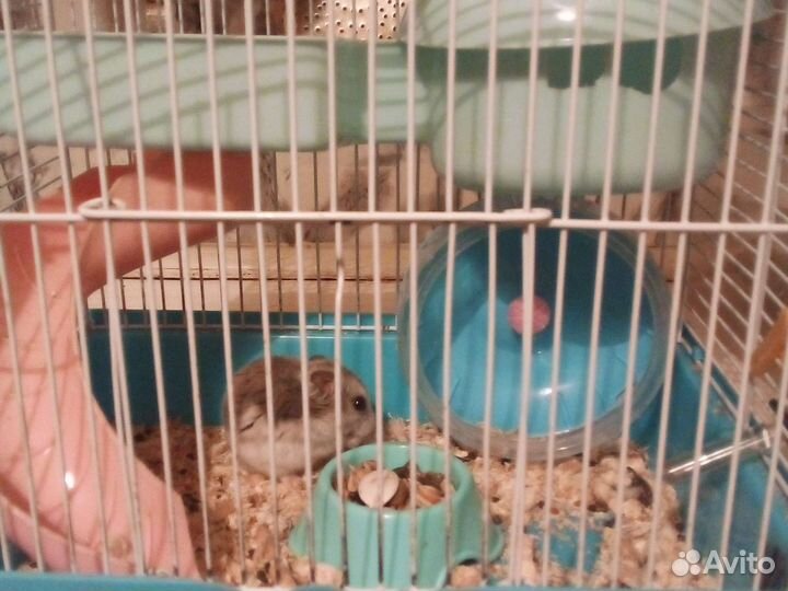 Джунгарский хомяк