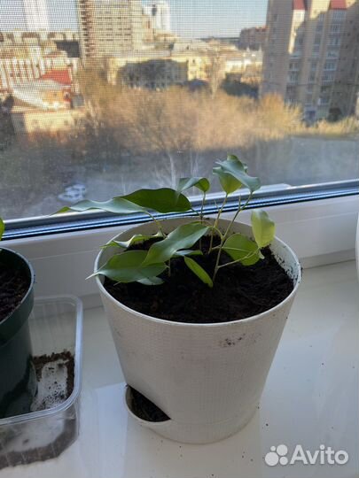 Фикус бенджамина