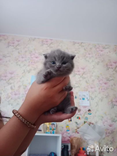 Британская