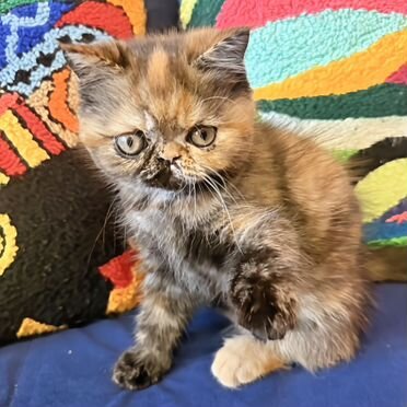 Экзотический короткошёрстный котёнок