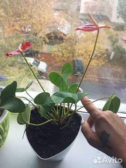 Антуриум(мужское счастье)