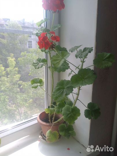 Герань красная