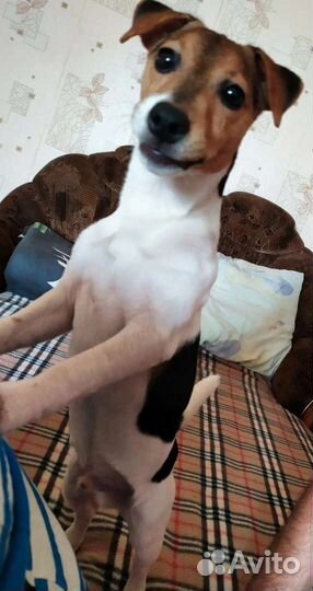 Вязка Джек Рассел терьер