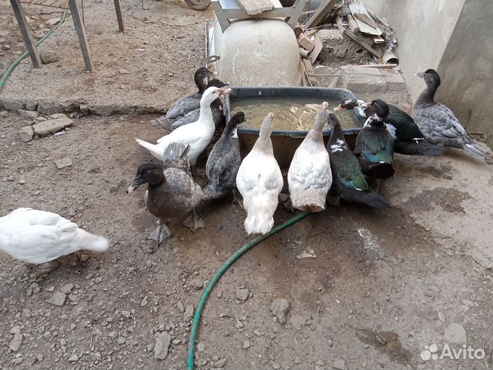 Индоутки разных окрасов: голубые, жемчужные и др