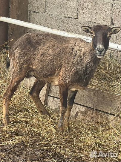 Телки и овцы