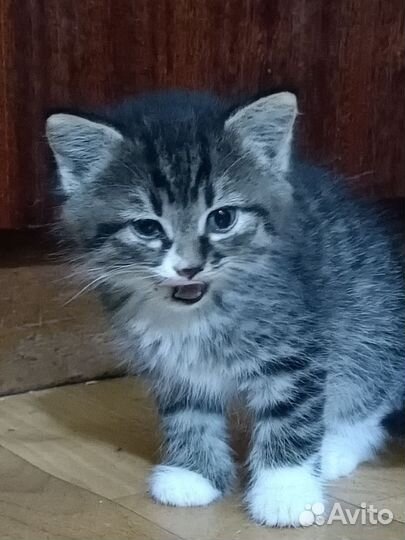 Котята ищут дом
