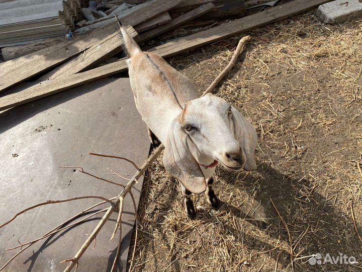 Нубийские козы