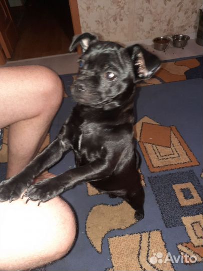 Найдена собака