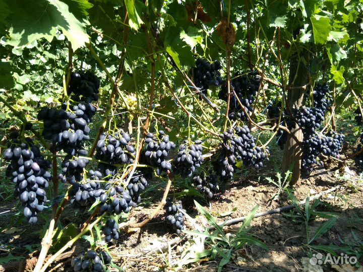 Саженцы винограда