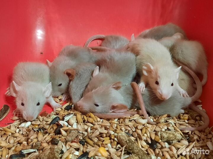 Крысы. Канадские крысята (жемчужные)