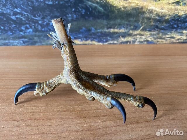 Лапка птицы