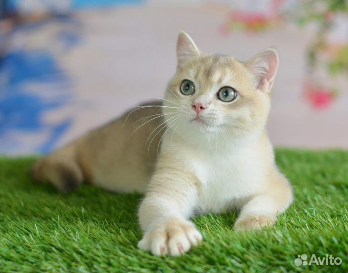 Голубое золото