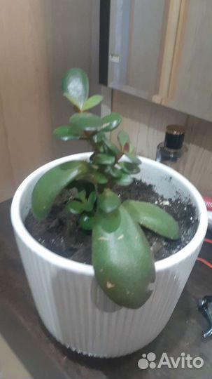 Толстянка денежное дерево