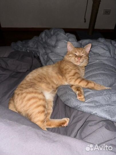 Кот в добрые руки