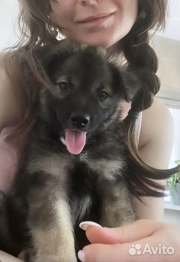 Щенок во двор бесплатно