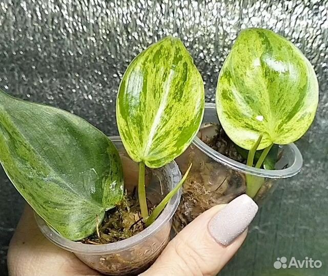 Сциндапсусы