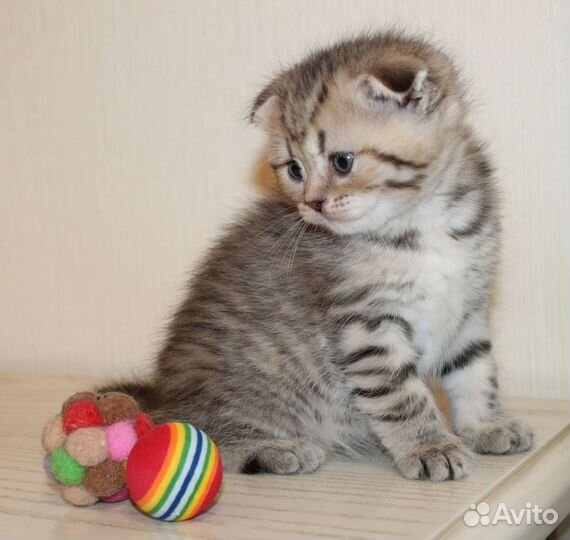 Шотландский котенок