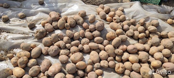 Картофель на семена или еду, со своего участка