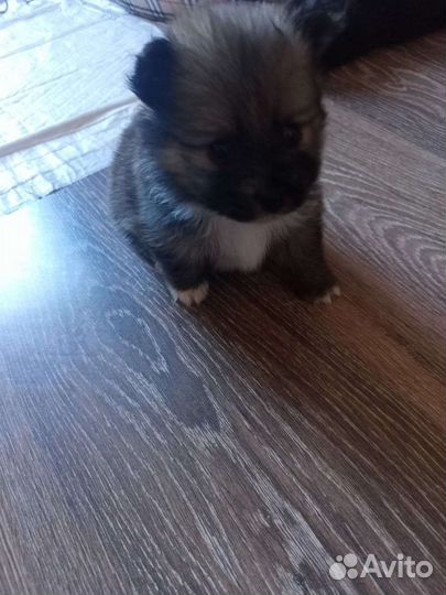 Щенок.шпица.девочка