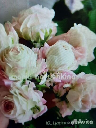 Герань пеларгония розебудная