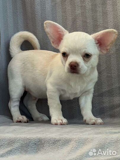 Щенок Чихуахуа мальчик, щенки