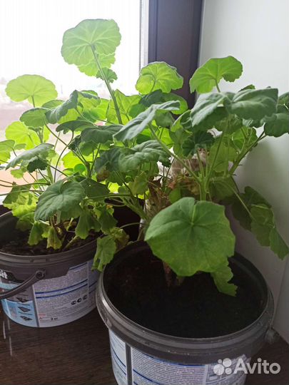 Герань зональная