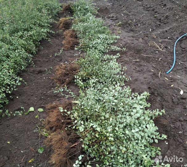 Спирея вангутта