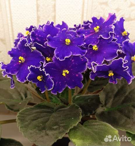 Фиалки набор деток