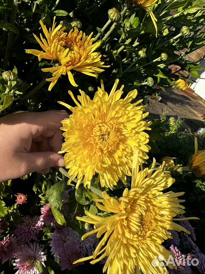 Хризантемы