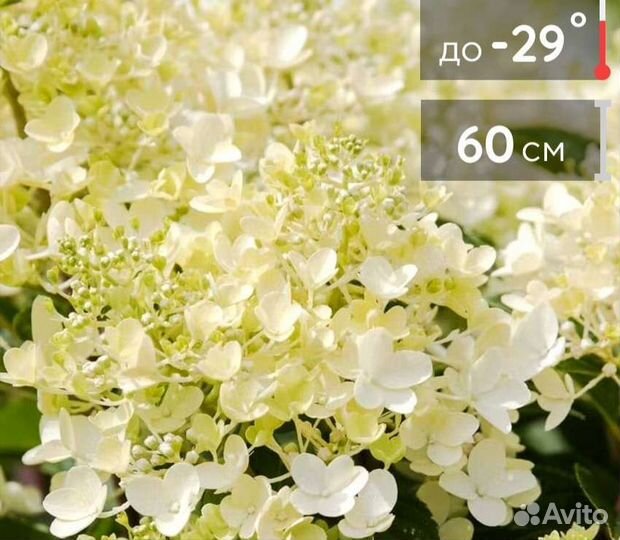 Питомник растений Flower Fairy