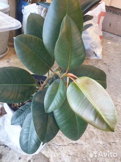 Комнатные цветы растения